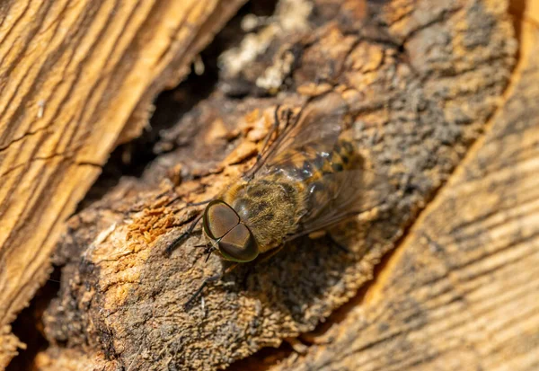 Nahaufnahme Einer Tabanidae Auf Holz — Stockfoto