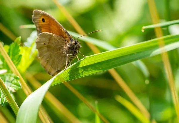 Maniola Jurtina Motyl Liściu — Zdjęcie stockowe