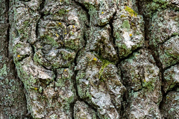 Stará Kůra Stromu — Stock fotografie