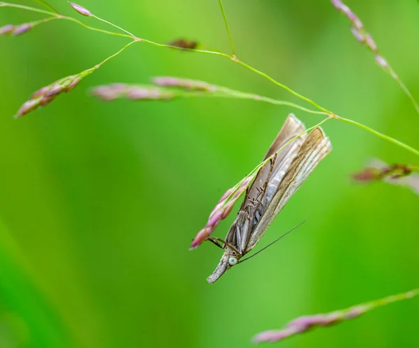 青草蛾 Chrysoteuchia Culmella 在青豆叶上 — 图库照片