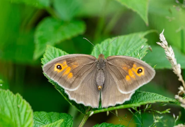 Maniola Jurtina Schmetterling Auf Blatt — Stockfoto
