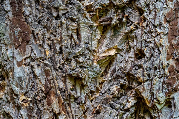 Кора Дугласі Дерева — стокове фото