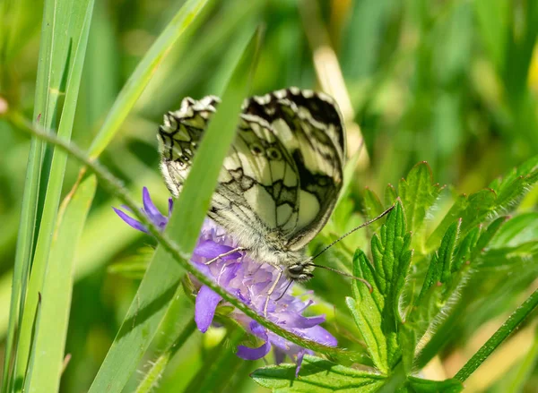 Melanargia Galatea Motyl Kwiat — Zdjęcie stockowe
