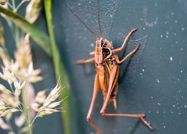 Roeseliana Roeseli Grasshopper Στο Έδαφος Μακροεντολή Πλάνο — Φωτογραφία Αρχείου
