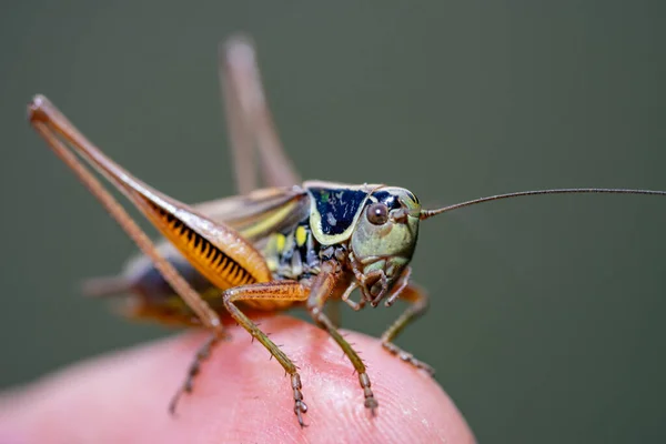 Roeseliana Roeseli Grasshopper Μακροεντολή Πλάνο Στο Χέρι — Φωτογραφία Αρχείου