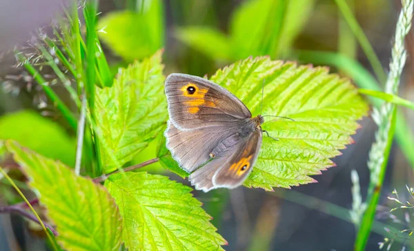 Wiese Brauner Schmetterling Auf Grünem Blatt — Stockfoto