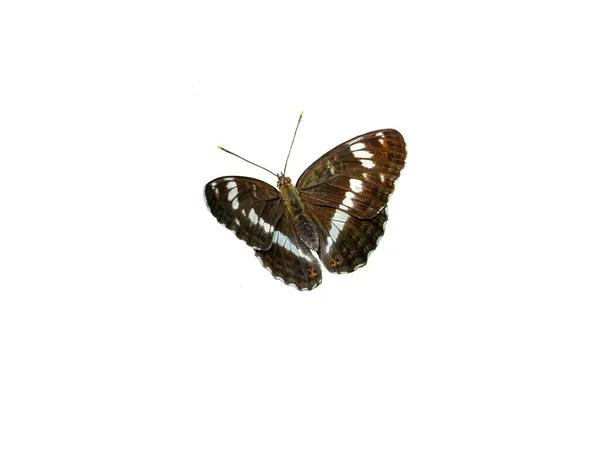 Bílá Admira Limenitis Camilla Motýl Bílém Pozadí — Stock fotografie