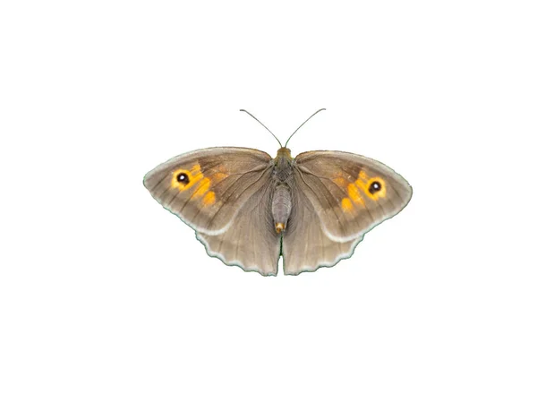 Maniola Jurtina Vlinder Geïsoleerd Wit — Stockfoto