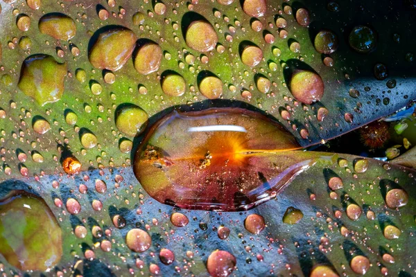 Krople Wody Liściu Lilii — Zdjęcie stockowe