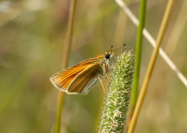 Thymelicus Sylvestris Motyl Trawie — Zdjęcie stockowe