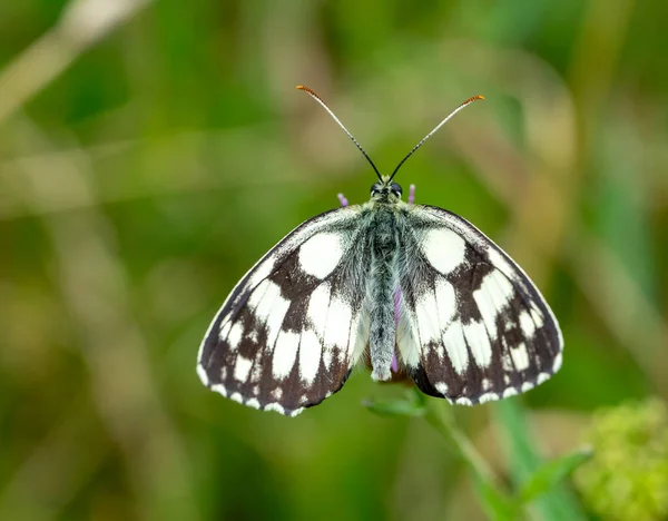 Melanargia Galatea Motyl Liściu — Zdjęcie stockowe