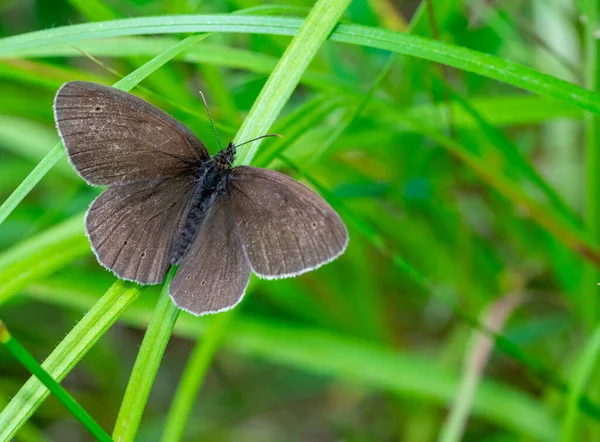 Aphantopus Hyperantus Schmetterling Auf Dem Gras — Stockfoto