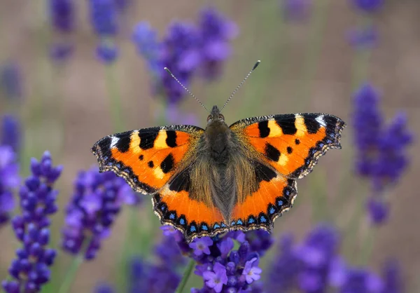 stock image aglais urticae on a lavender flower