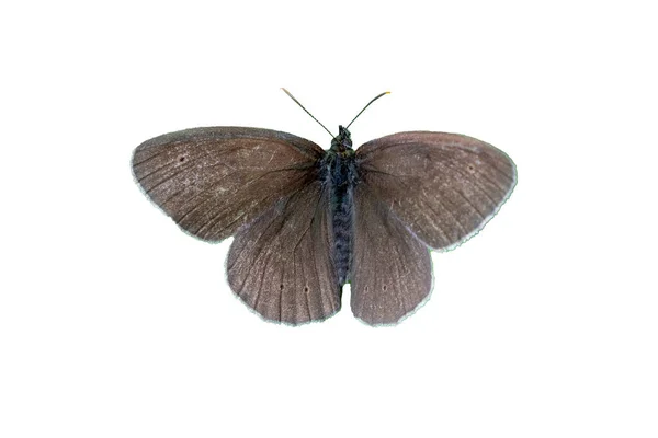 Aphantopus Hyperantus Ringlet Beyaz Arkaplanda Izole Edilmiş Kelebek — Stok fotoğraf