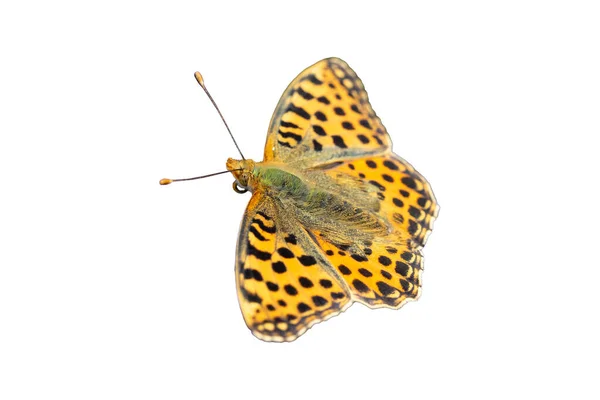 Issoria Lathonia Motýl Izolované Bílém Pozadí Transparentní Sada — Stock fotografie