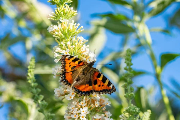 stock image small tortoiseshell aglais urticae butterfly on Buddleja flower 01