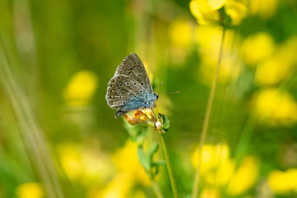 Lycaenidae Schmetterling Auf Dem Gras — Stockfoto