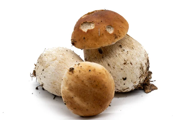 在白色背景上孤立的牛肝菌蘑菇 图库图片