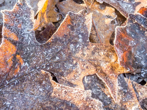 Frost on the leaves in winter