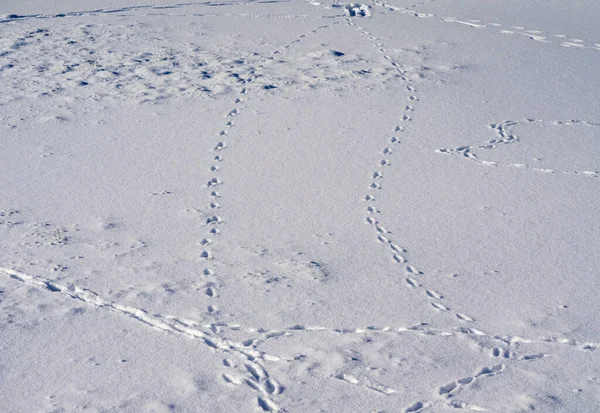 Animal tracks of deer in the snow in winter