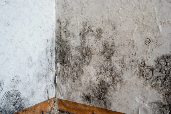 Black Mold on the wallpaper on the wall in a room