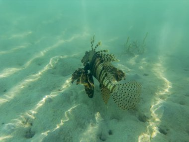 coral reef with Pteroinae Fish in the sea, egypt clipart