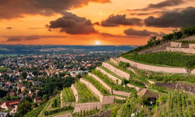 View of the vineyards in Saxony near dresden at sunset clipart