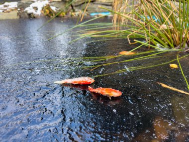 goldfish death in garden pond frozen cold winter clipart