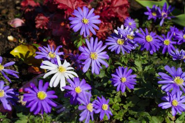 Bahçede mavi menekşe şakayık çiçekleri. Bahar çiçekleri açıyor. 