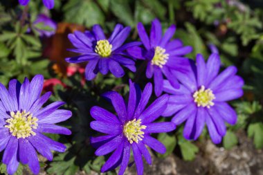 Bahçede mavi menekşe şakayık çiçekleri. Bahar çiçekleri açıyor. 