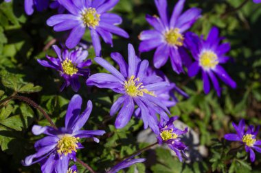 Bahçede mavi menekşe şakayık çiçekleri. Bahar çiçekleri açıyor. 