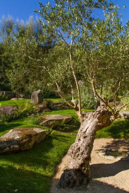 Oleander ağacı parkta, bahçede. Doğa
