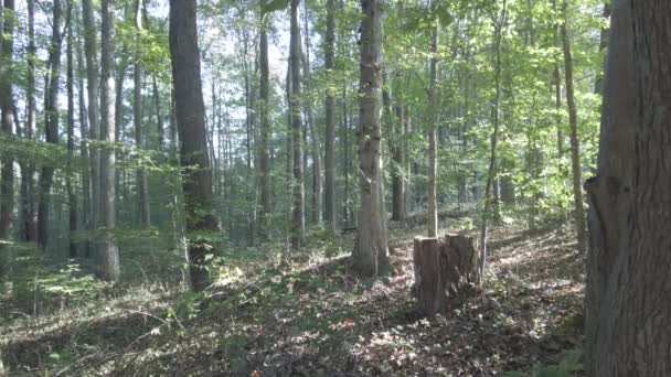 森林里树皮上的树苗和树影 — 图库视频影像