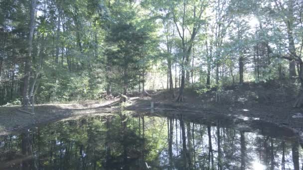 米国では 水の体は森の木を反映しています — ストック動画