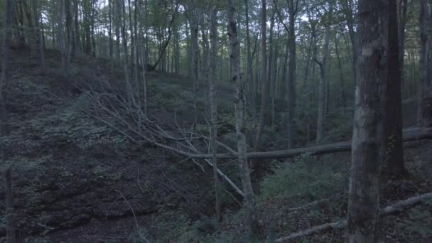 森の中の木の樹皮の上の光線と影森の自然風景の中の倒木 — ストック動画