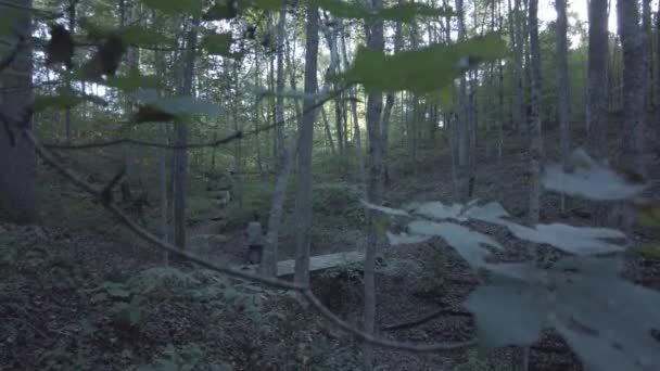 森林里树皮上的斑斑和阴影人类走过 穿过无尽森林中的桥 — 图库视频影像