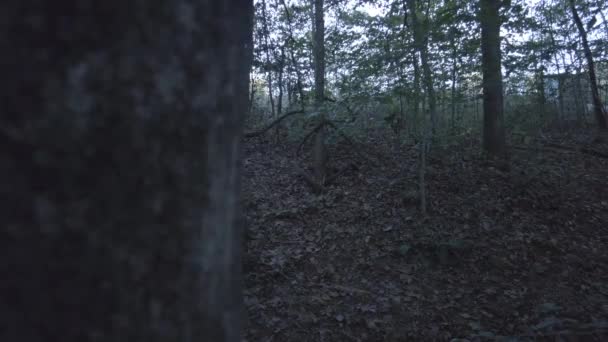 一望无际的森林确定射击 美丽的大自然在4K — 图库视频影像