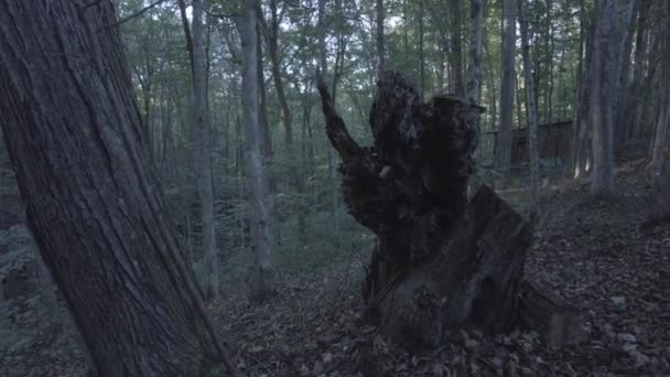 Raios Sombras Latido Uma Árvore Floresta Tronco Árvore Floresta Estabelecendo — Vídeo de Stock