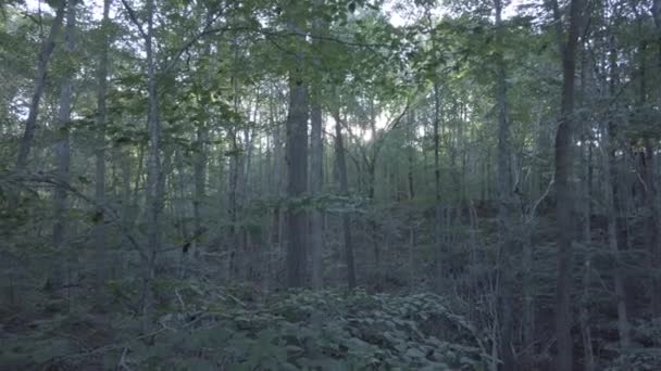 Une Vue Forêt Sans Fin Établissant Tir Belle Nature — Video