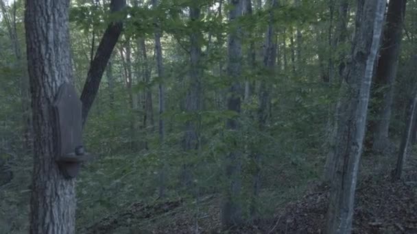 Paprsky Stíny Kůře Stromu Lese Lesní Pohled Příroda Idylické Záběry — Stock video