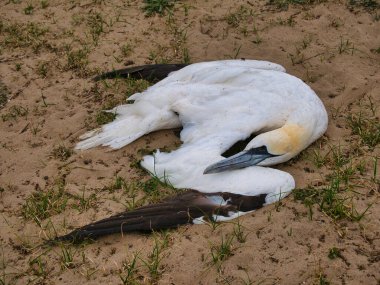 Norfolk, İngiltere 'de bir sahilde ölü bir yetişkin sümsük kuşu. Muhtemelen kuş gribinin kurbanı..
