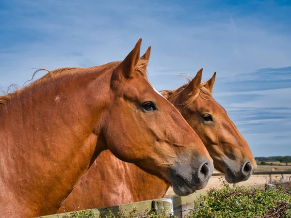 Penutup Dari Dua Kuda Berat Suffolk Punch Diambil Pada Hari — Stok Foto