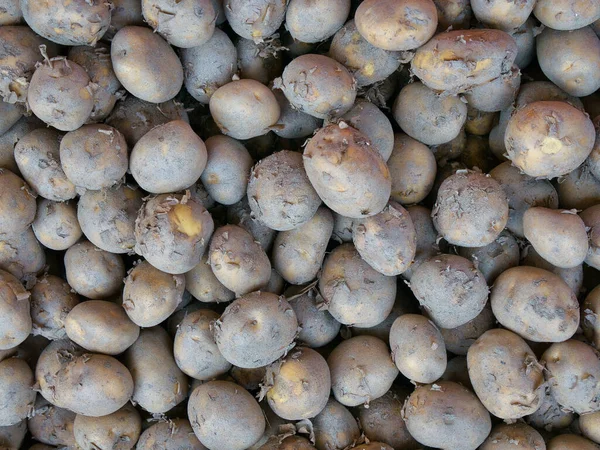 Wiele Ziemniaków Hurtowym Rynku Warzyw — Zdjęcie stockowe