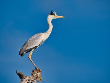 Bir ağaç dalına tünemiş gri bir balıkçıl (ardea cinerea). Sri Lanka, Yala Ulusal Parkı 'nda açık mavi gökyüzüne karşı çekildi..