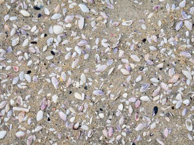 Luskentyre Sahili 'nin kumları üzerinde karışık deniz kabukları. Harris Adası, Outer Hebrides, İngiltere.