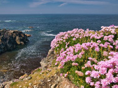İngiltere, İskoçya 'nın Outer Hebrides kentindeki Lewis Adası' nın Atlantik kıyısında kayalık ve engebeli kıyılarda renkli kır çiçekleri yetişiyor. Yazın güneşli bir günde çekilmiş..