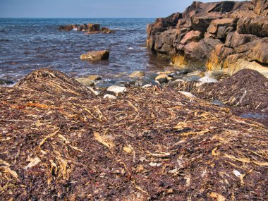 İskoçya, Outer Hebrides, İngiltere 'deki Lewis Adası' nın kuzey kıyısında büyük miktarlarda deniz yosunu bulundu. Yazın güneşli bir günde çekilmiş..