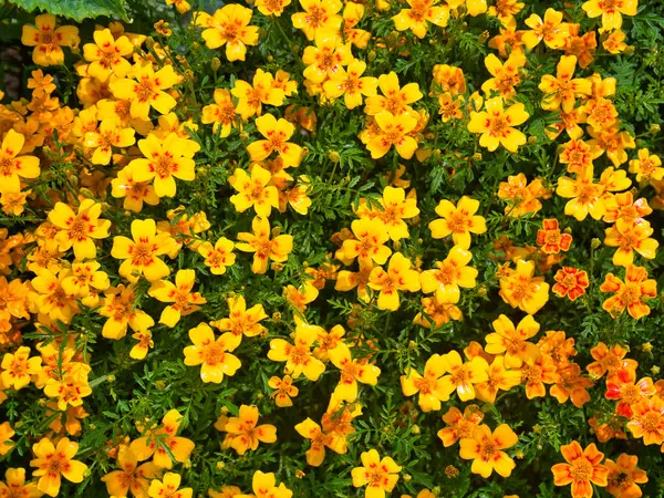 A collection of yellow marigold flowers, taken on a sunny day in bright sunlight.