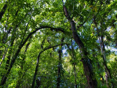 St. Vincent Karayip adasındaki Vermont Doğa Yolu 'nda yemyeşil bir yağmur ormanı görülüyor..