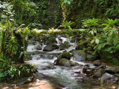 Karayipler 'deki St. Vincent adasındaki Vermont Doğa Yolu' nda bir dağ deresi. Bereketli yağmur ormanı bitkilerine karşı yoğun bir şekilde ışık altında alınır..